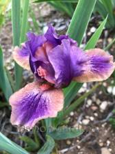 Iris April Fanfare